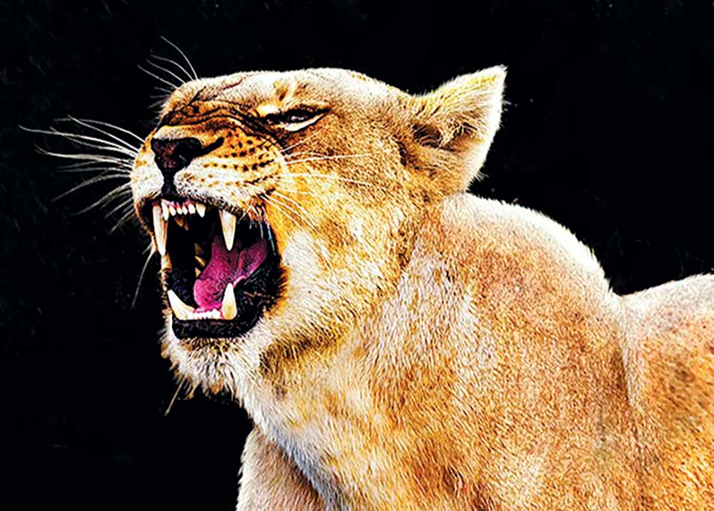 Queens on Nat Geo Wild. Pictured: lioness