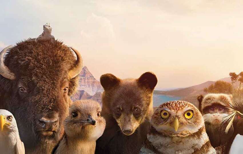 The Americas on City & NBC. Pictured: A composite image of the animals featured in The Americas: cougar, eagle, bison, bear, owl, monkey, penguin, raccoon.