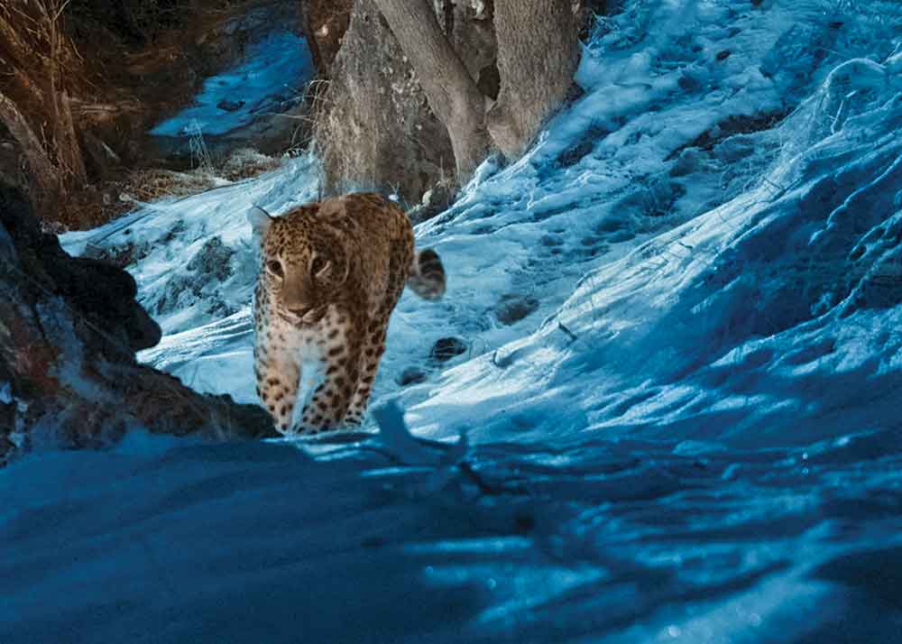 The Wild Ones on Apple TV+. Pictured: The Caucasian leopard inhabits rugged and tough-to-access terrain, posing a real challenge for nature documentarians.